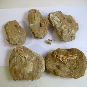 Fossil Fish Vertebra fossile Mosasaur - Dente di squalo in regalo Matrix (uno)