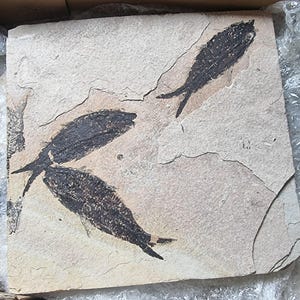 ENORME Knightia Alta, peixe fóssil com múltiplos nadadores, Wyoming, EUA, idade do Eoceno