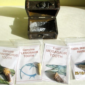 Treasure Chest with Spinosaurus, Plesiosaur, Shark and Mosasaur tooth
