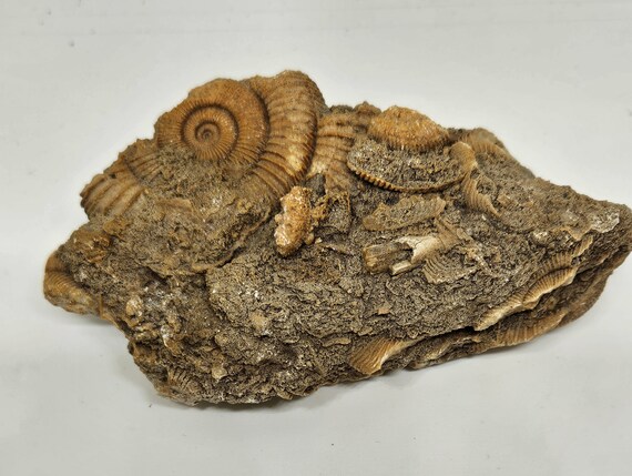 ダクティリオセラス アンモナイト グループ 化石 シュライフハウゼン