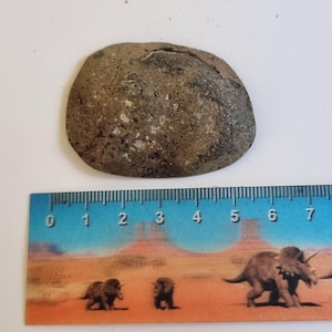 May include: A rounded, gray-brown stone with a textured surface. A ruler with dinosaur illustrations is placed below the stone, showing measurements in centimeters.