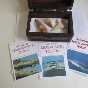 Dent de Mosasaurus du Jurassique, fossile de requin Spinosaurus dans un coffre au trésor avec cartes d'information, cadeau