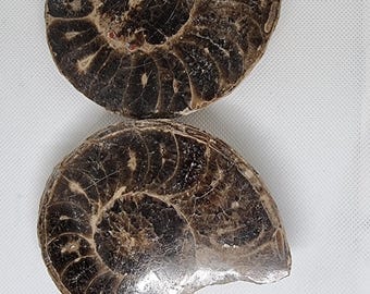 Op de afbeelding: Twee gefossiliseerde ammonieten, een met een licht beschadigde rand, beide in donkerbruine en zwarte kleur.