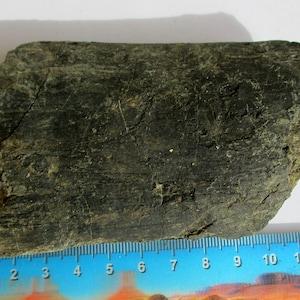 May include: A dark gray, irregularly shaped piece of fossilized wood, measuring approximately 12 inches long. The wood has a rough, textured surface with visible grain patterns.