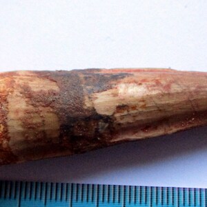 Spinosaurus dinosaur tooth, fossil Morocco, 70mm, genuine certified