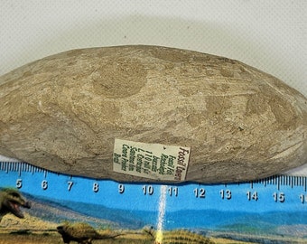 ラコレピス ブラジル産 化石魚 超希少 白亜紀 1億1000万年前 - Etsy 日本