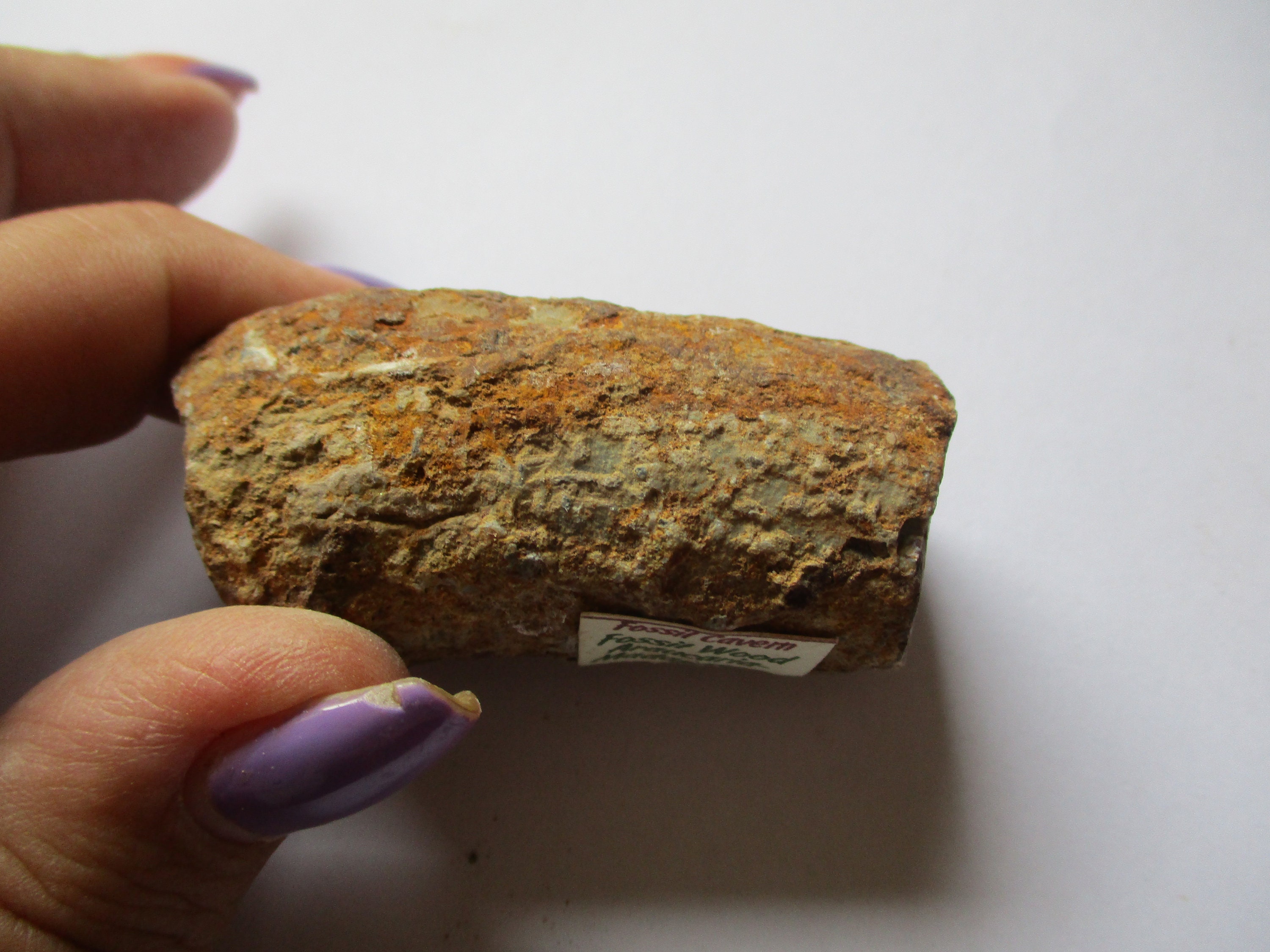 化石木 アラウカリア - Etsy 日本