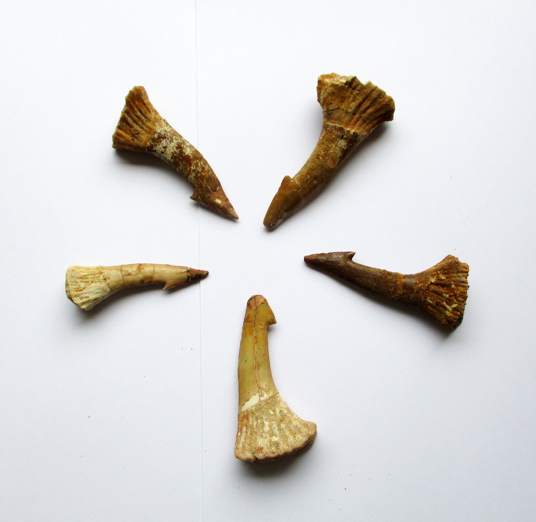 化石ノコギリエイ 吻側オンコプリスティス 歯 60 mm - 80 mm モロッコ