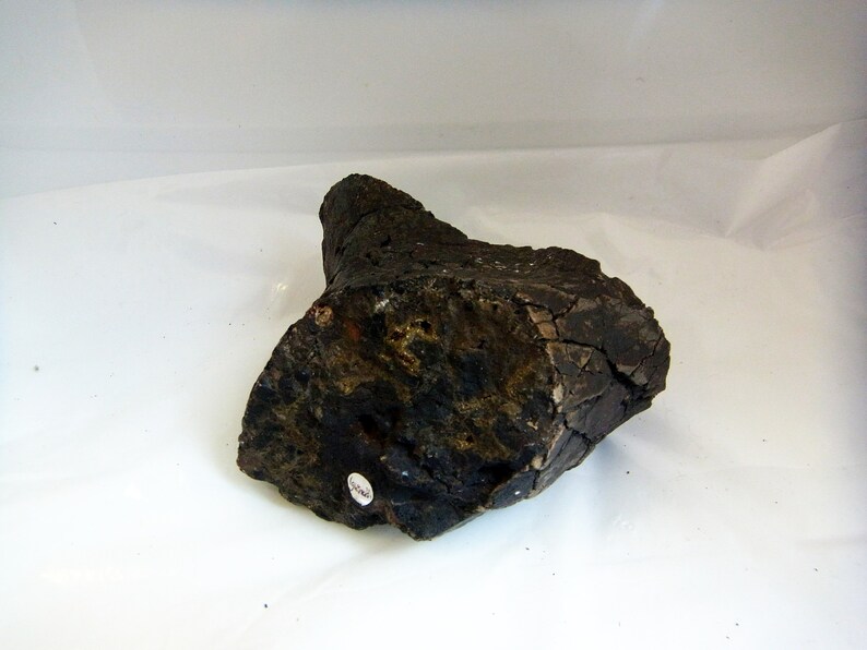 iguanodon fossil