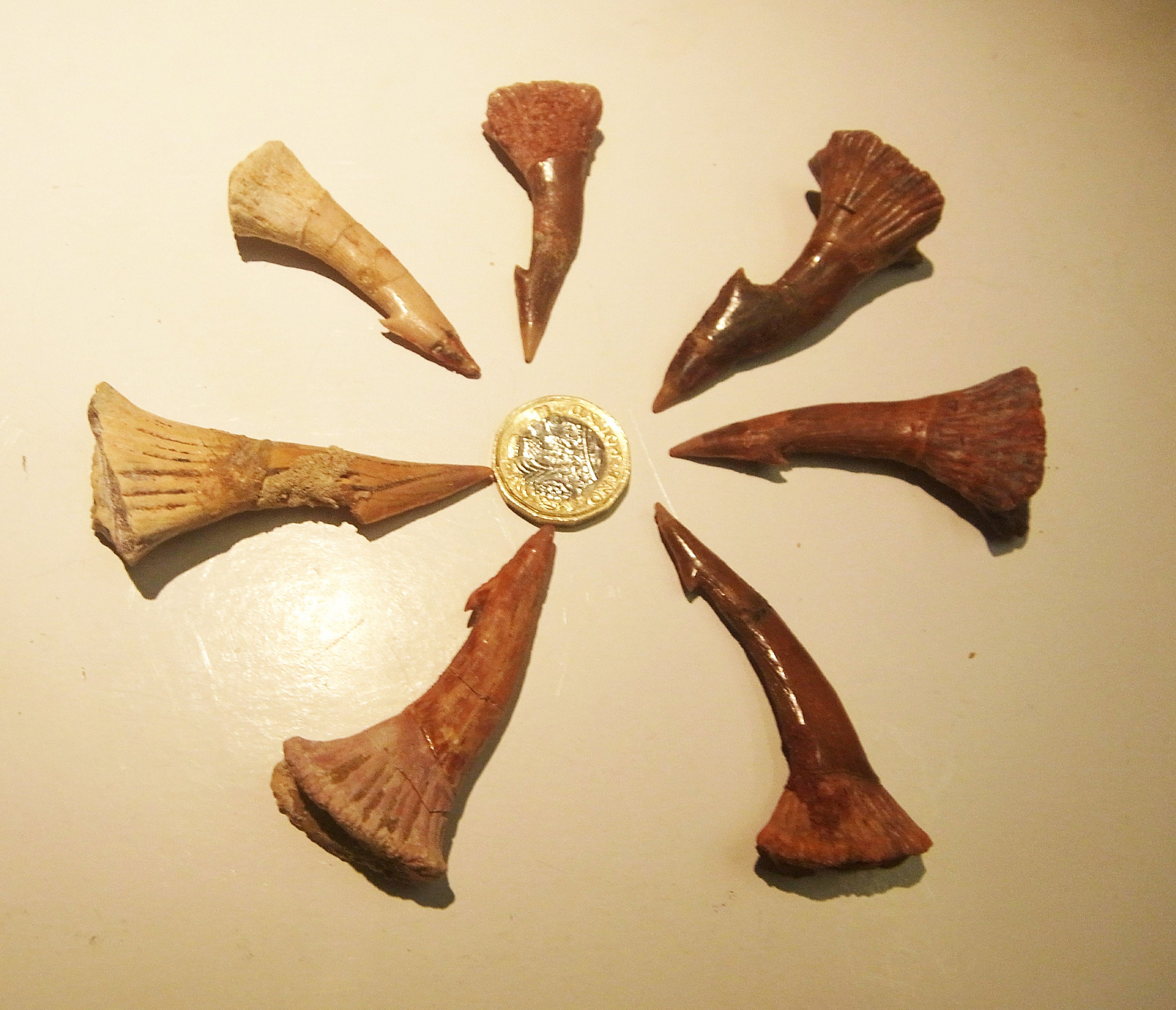 化石ノコギリエイ 吻側オンコプリスティス 歯 60 mm - 80 mm モロッコ