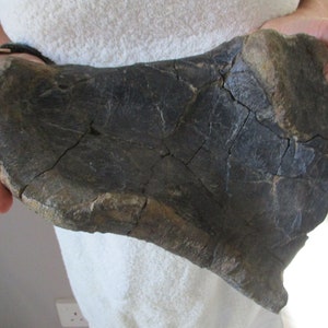 Ultra Rare Iguanodon Fossil Hip Bone - Isle of Wight, UK