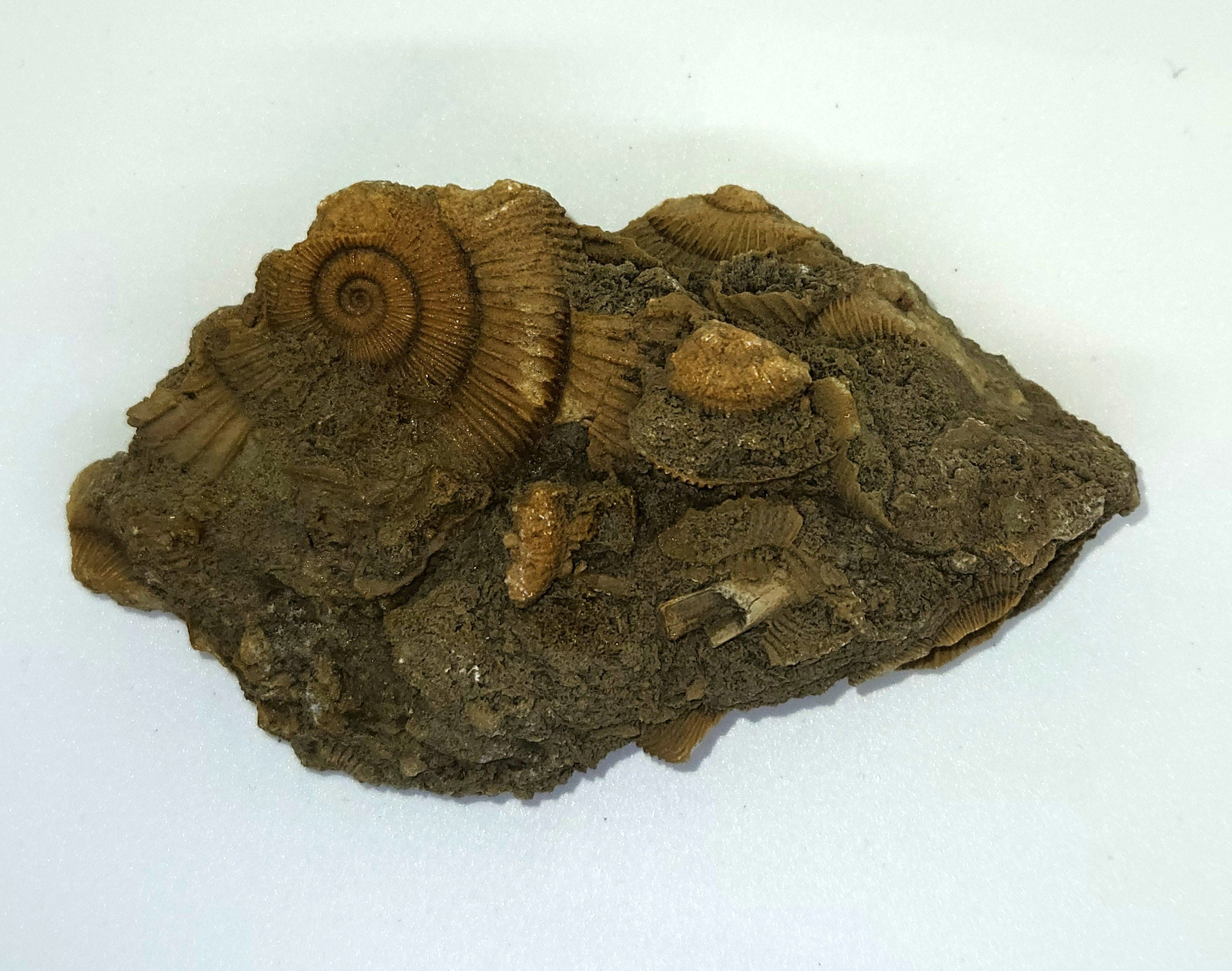 ダクティリオセラス アンモナイト グループ 化石 シュライフハウゼン