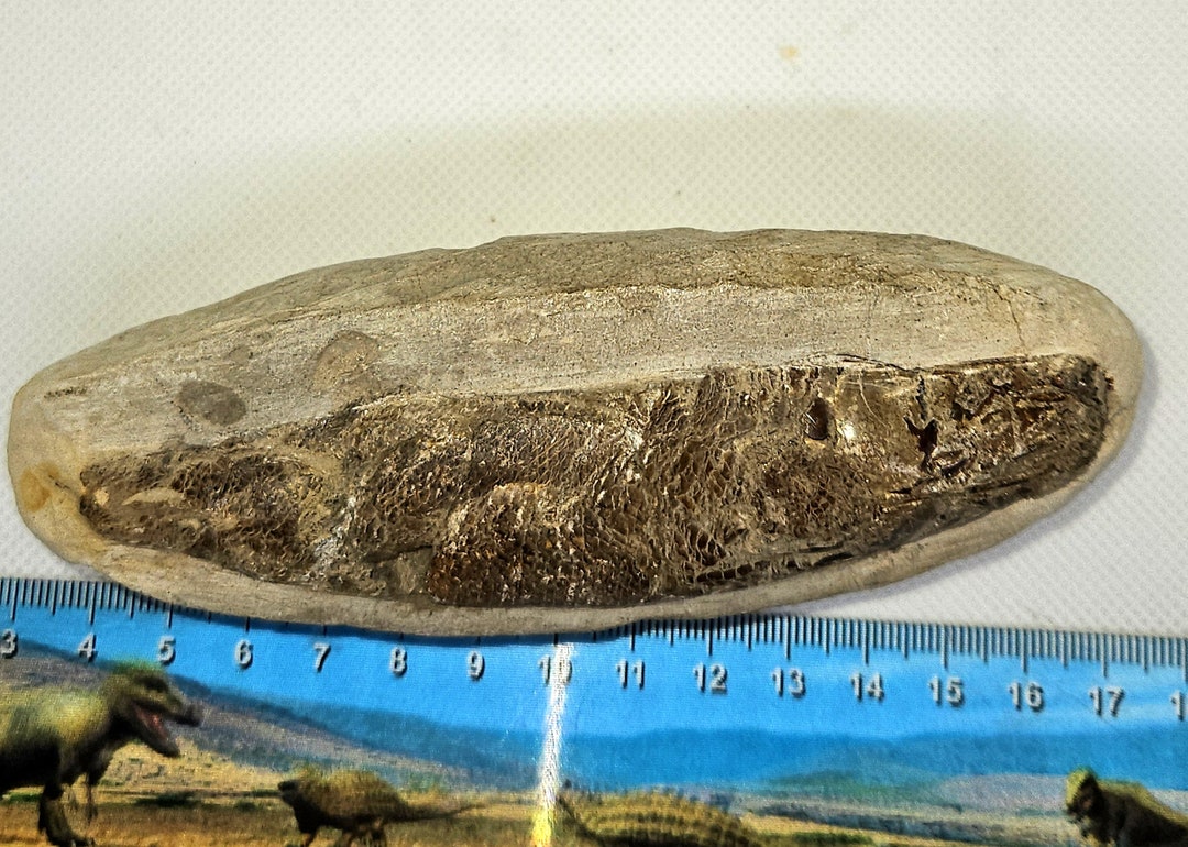 ラコレピス ブラジル産 化石魚 超希少 白亜紀 1億1000万年前 - Etsy 日本