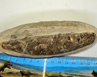 ブラジルのサンタナ層産の魚化石の塊、種（Tharrias araripis）、本物