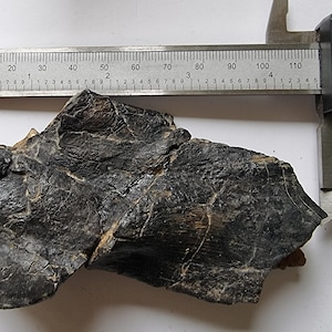 May include: A black fossil measuring 1.473 inches in length, being measured with a caliper. The fossil is on a white surface.