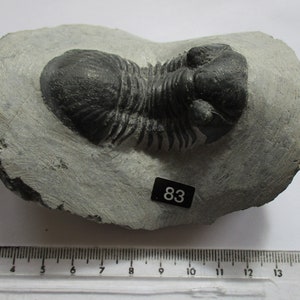 Puede incluir: Un trilobites fosilizado, un artrópodo marino, está incrustado en una matriz de piedra gris. El trilobites es de color gris oscuro, con cuerpo y cabeza segmentados. Una pequeña etiqueta con el número "83" es visible. Una regla está en la parte inferior.