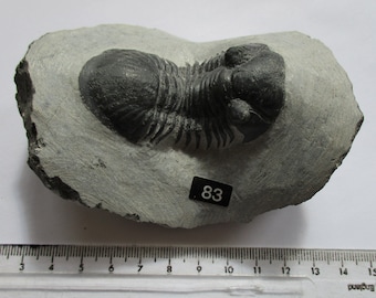 Paralajurus Trilobite Fossil found Morroco Devonian Period ba83