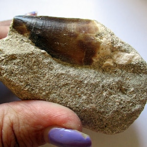 Mosasaur fossil Tooth in matrix Cretaceous age Morocco fossils and Fish Vertebra