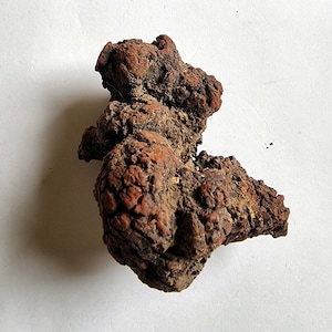 Fossil Coprolite ( Poo) Fossilised Turtle / Dinosaur Poo - GREAT GIFT