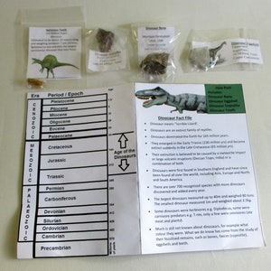 Dinosaur Fossil pack bone croprolite (poo) egg shell tooth time line party gift