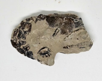May include: A close-up of a fossilized piece of rock with a dark brown and gray color. The fossil has a rough texture and appears to be a piece of a larger rock.