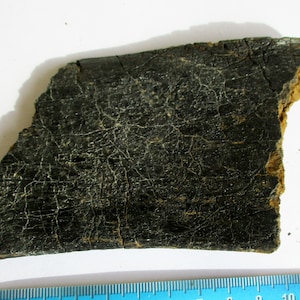 Iguanodon Dinosaur rare fossil partial RIB bone Isle of Wight UK