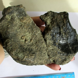 May include: A large, dark gray fossilized bone with a rough, textured surface. The bone is broken in two pieces and is about 15 inches long.