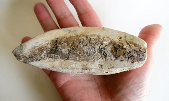 ブラジル産？　魚の化石 ラコレピス ブラジル産 化石魚 超希少 白亜紀 110 万 110 mm 190g