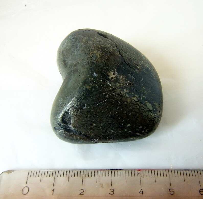 iguanodon fossil