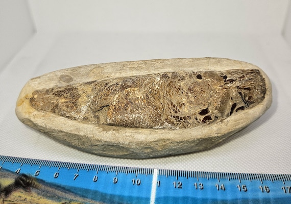 【後払い手数料無料】 ラコレピス ブラジルの化石魚 非常に珍しい白亜紀 1億1千万年前 置物