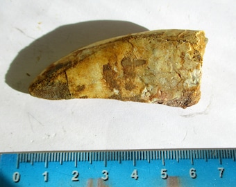 Carcharodontosaurus Fossil 65mm Tooth dinosaur Africa T-Rex certified VP77