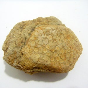Unusual fossilised Mermaids Purse sharks eggs  100 mm