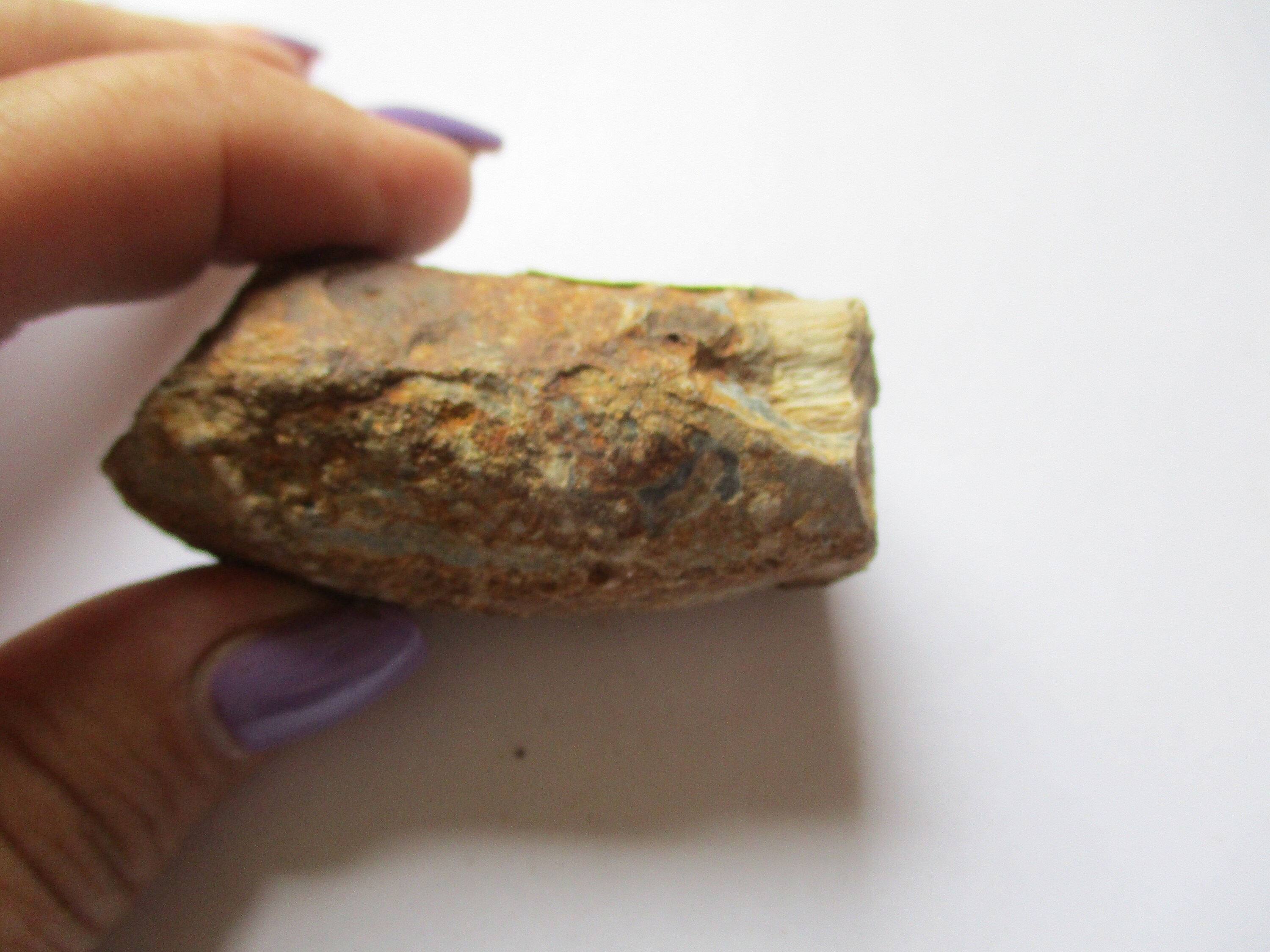 化石木 アラウカリア - Etsy 日本