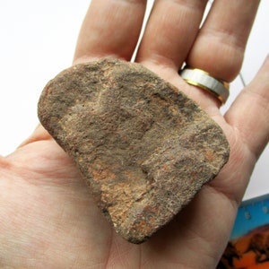T-Rex bone 132g BA346