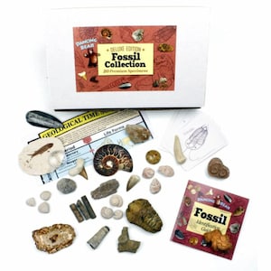 Jurassic Fossil box Collection with 15 Premium specimens of fossils plus fossil fish