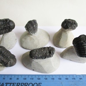 May include: Six fossilized trilobites on small, gray, stone bases. The trilobites are black and have a ridged, segmented appearance.