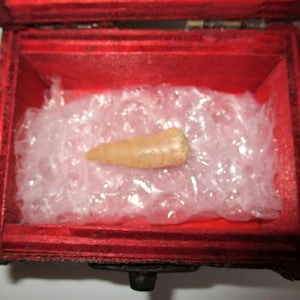 Plesiosaur tooth treasure chest, ideal gift idea, real dinosaur tooth