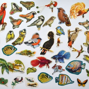 A lot of animals, old books, animals, fish birds, decor, drawing, collage, nature magazine,