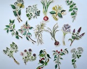 Spicy plants, cardboard, clipping, 16 pieces, decor, anise, vanilla, coriander, laurel, pepper, lemon balm, botany, ephemera, cuisine