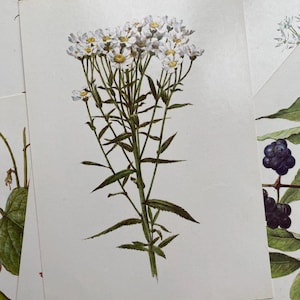 25 zabytkowych pocztówek z kwiatami ziołowymi, roślinami leczniczymi, ilustracjami botanicznymi. Zabytkowe karty botaniczne, ogród, dzikie zioła, zsrr,