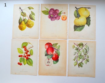 Illustration botanique, livre ancien, 6 pages, fruits, décoration, dessin, collage, ensemble de pages anciennes du livre botanique, papier Ephemera