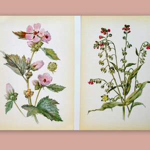 Illustrazione botanica, piante medicinali, piante, 6 x 8 pollici (15 x 21 cm), erbe, fiori, rosa, decorazione, disegno, collage, immagine,