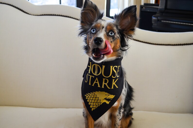 house stark dog bandana