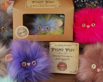 Pygmy Puff zur Adoption mit FR/EN-Zertifikat