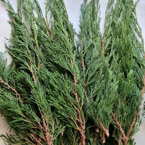 May include: A bunch of green cedar sprigs with brown stems. The sprigs are arranged in a fan shape on a white background.