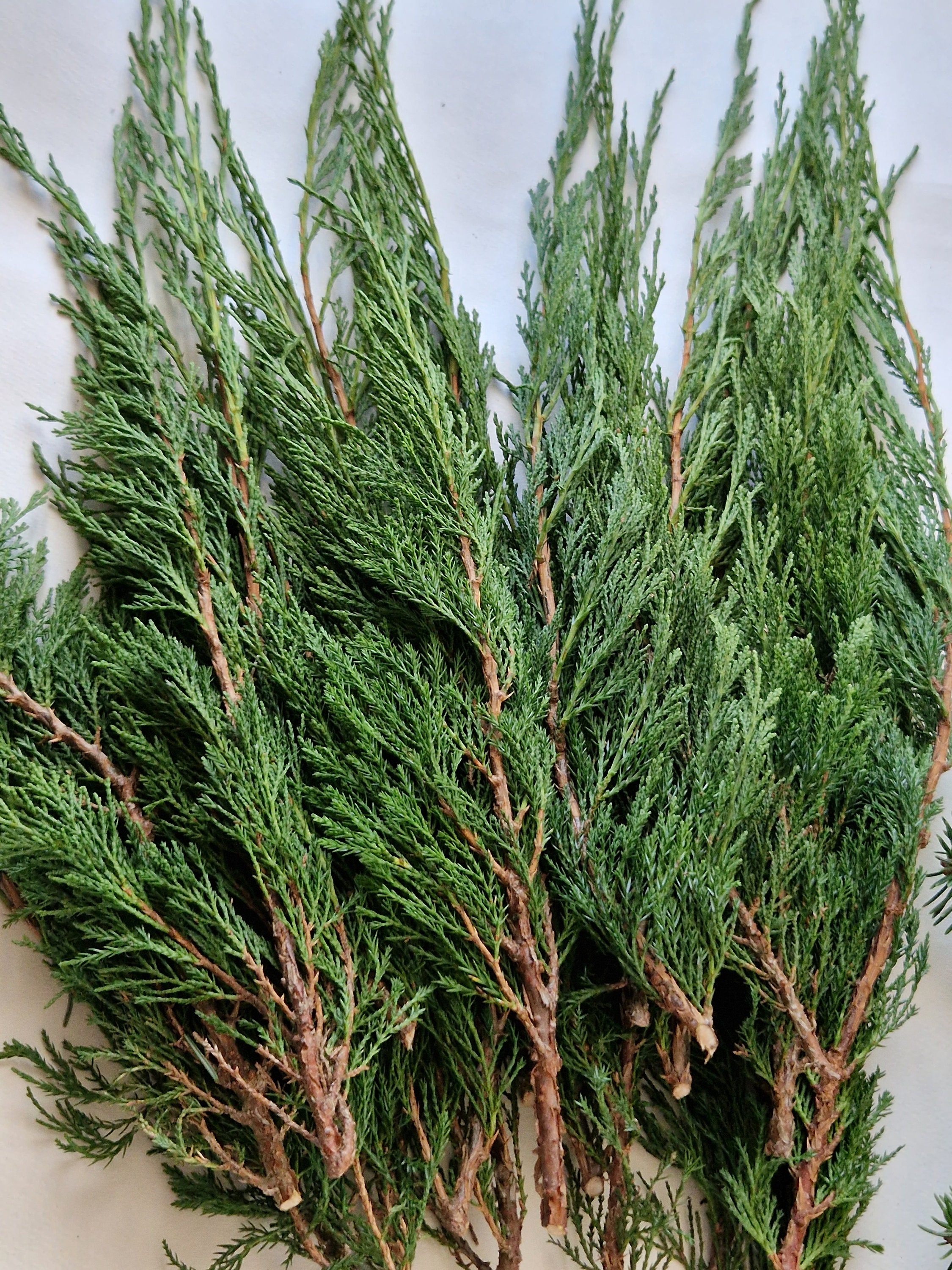 Set of 20 Fresh cut natural juniper branches incense spiritual rituals Christmas centerpiece Christmas swag mantel garland Door wreath
