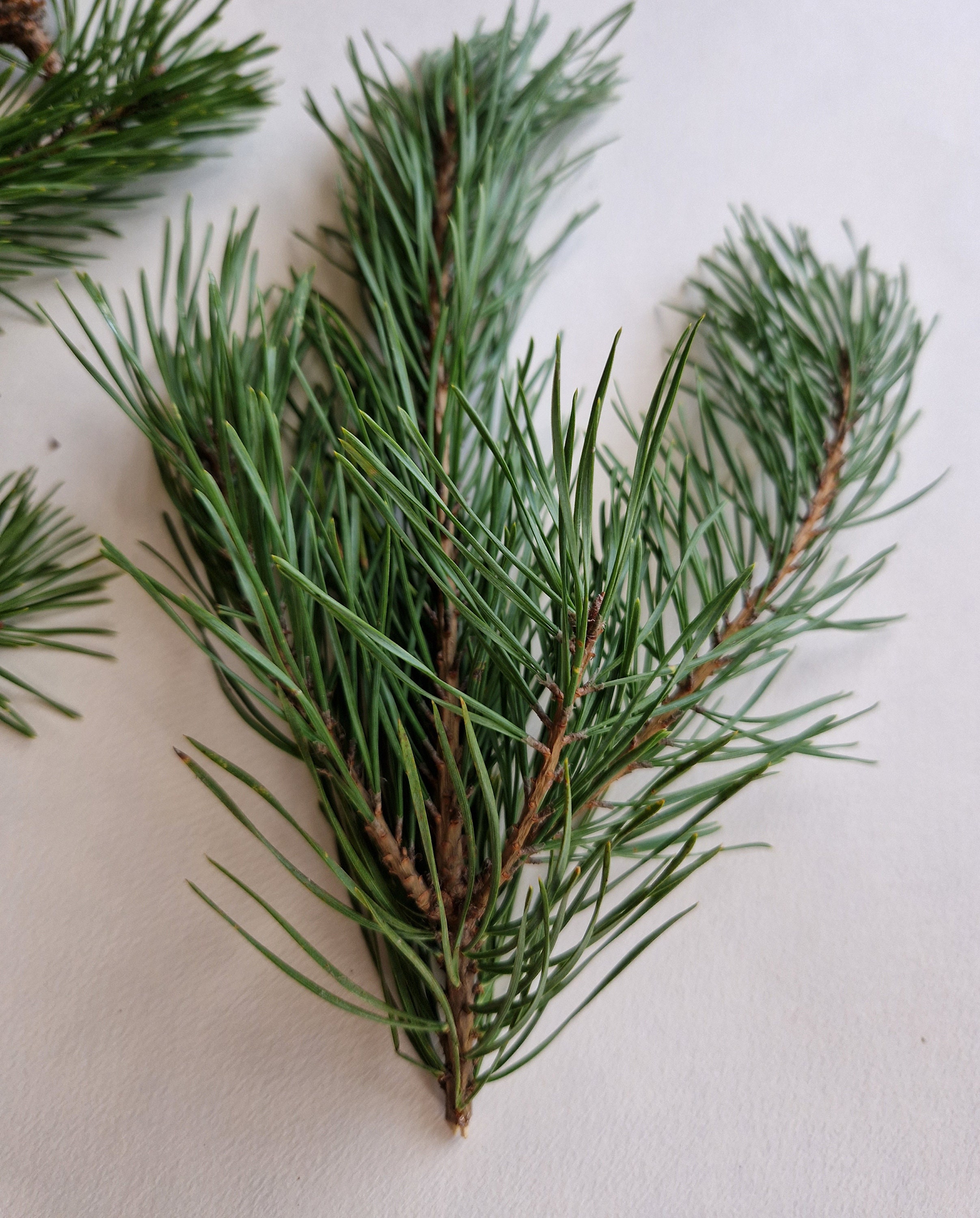 Set of 30 Fresh Cut Pine Branches Real Geen Pine Branches Evergreen