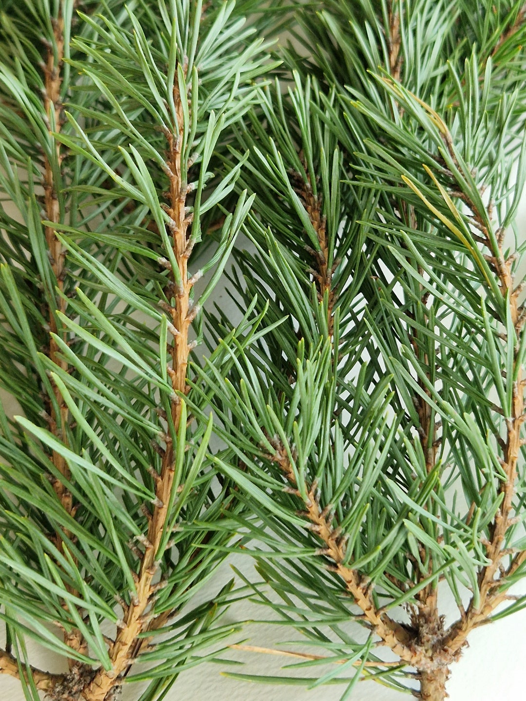 Set of 30 Fresh Cut Pine Branches Real Geen Pine Branches Evergreen