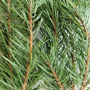 Set of 30 fresh cut pine branches real geen pine branches evergreen branches Christmas decoration Christmas swag door wreath mantel garland