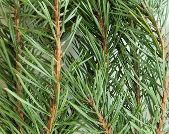 Set of 30 fresh cut pine branches real geen pine branches evergreen branches Christmas decoration Christmas swag door wreath mantel garland